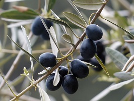 Végétalex, le préventif BIO à base de noyaux d'olives